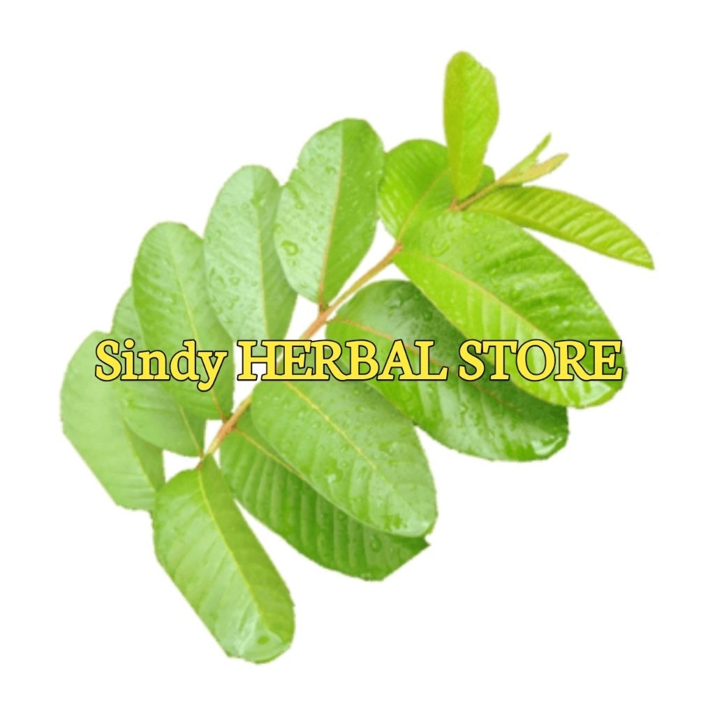 

Daun Pucuk Jambu Biji Isi Per 25 Pucuk