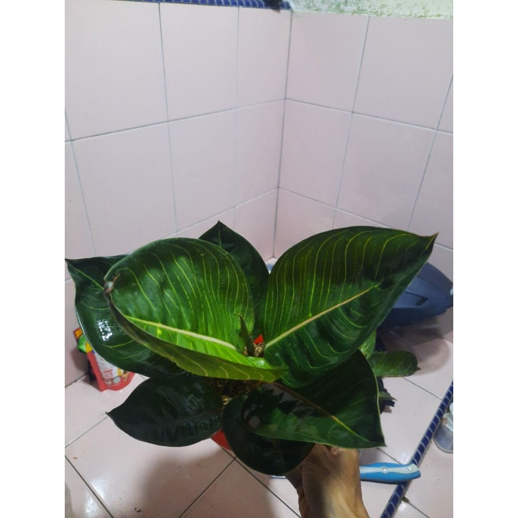 Aglaonema Black Moonlight (BML) Dewasa