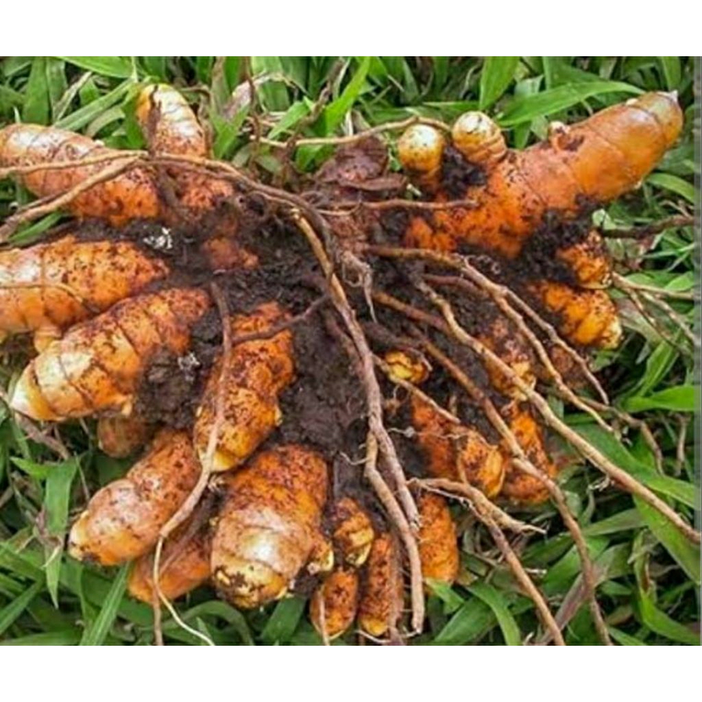 

KUNYIT UTUH ASLI 1 KG