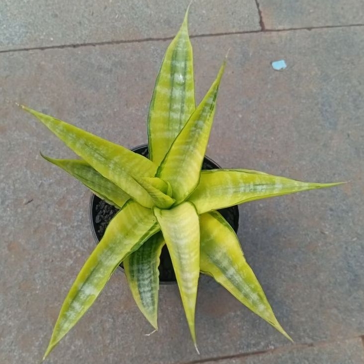 Tanaman Hias Sansivera Cordova tanaman indor