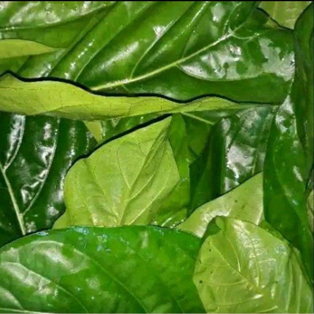 

Daun pace muda daun mengkudu segar 1 kg