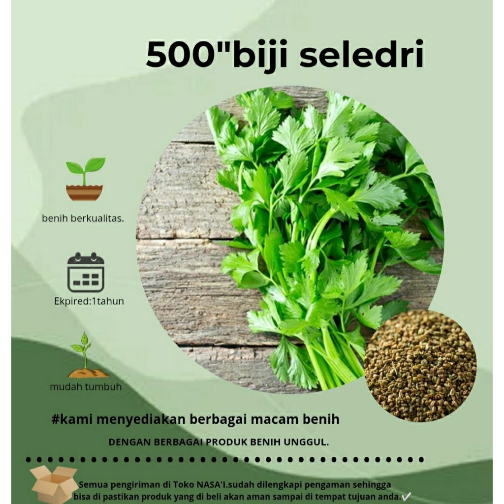 500:>biji seledri jumbo biji lokal