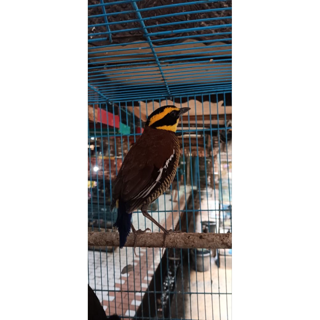 BURUNG HIAS PA'OK PANCA WARNA BISA BUAT RAME RAME AVIARY