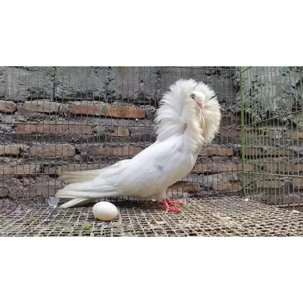 

TELUR MERPATI HIAS JACOBIN PIGEON TELUR FERTIL SIAP TETAS BURUNG HASIL TERNAK