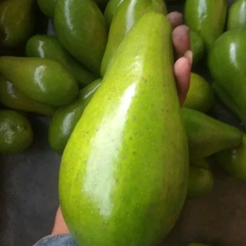 

ALPUKAT BENGKULU KOTA, Qualitas premium