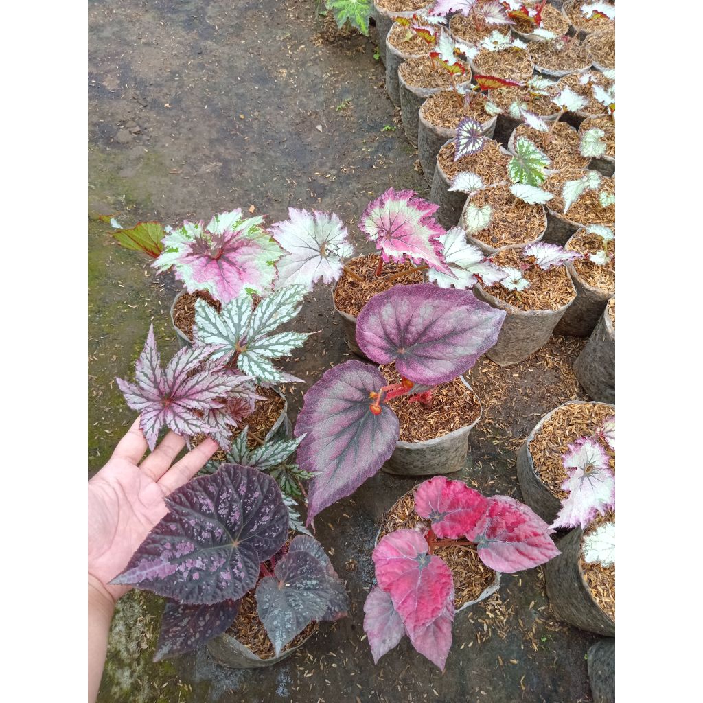 paketan Begonia