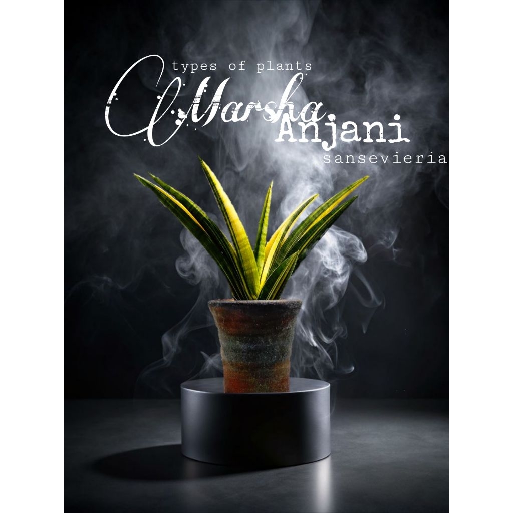 Sansevieria Marsha Anjani Variegata