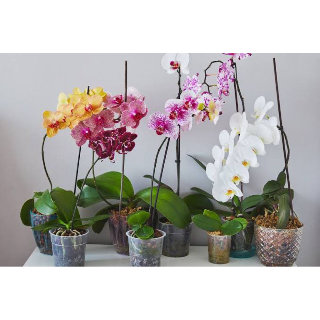 promo anggrek bulan dewasa murah