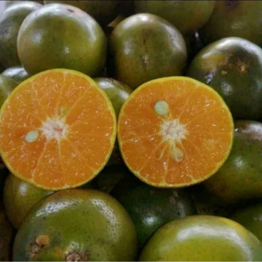 jeruk peras Pontianak | rasa manis 80% segar 20% (paket 5 kg)
