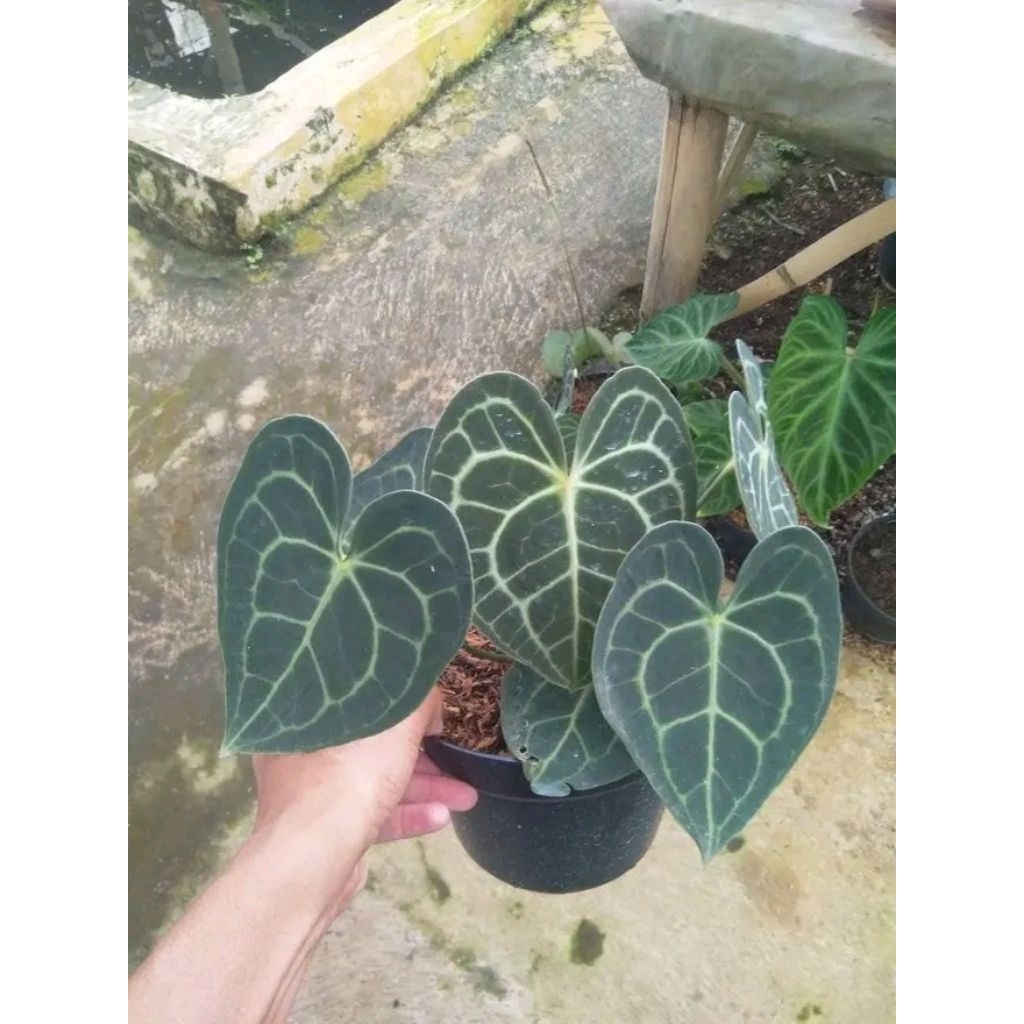 anthurium kuping gajah tarantula