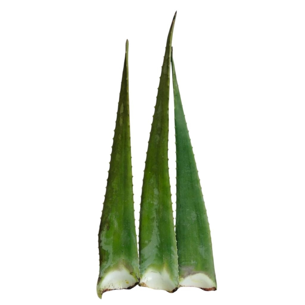 

Pelepah Lidah Buaya Bisa dikonsumsi