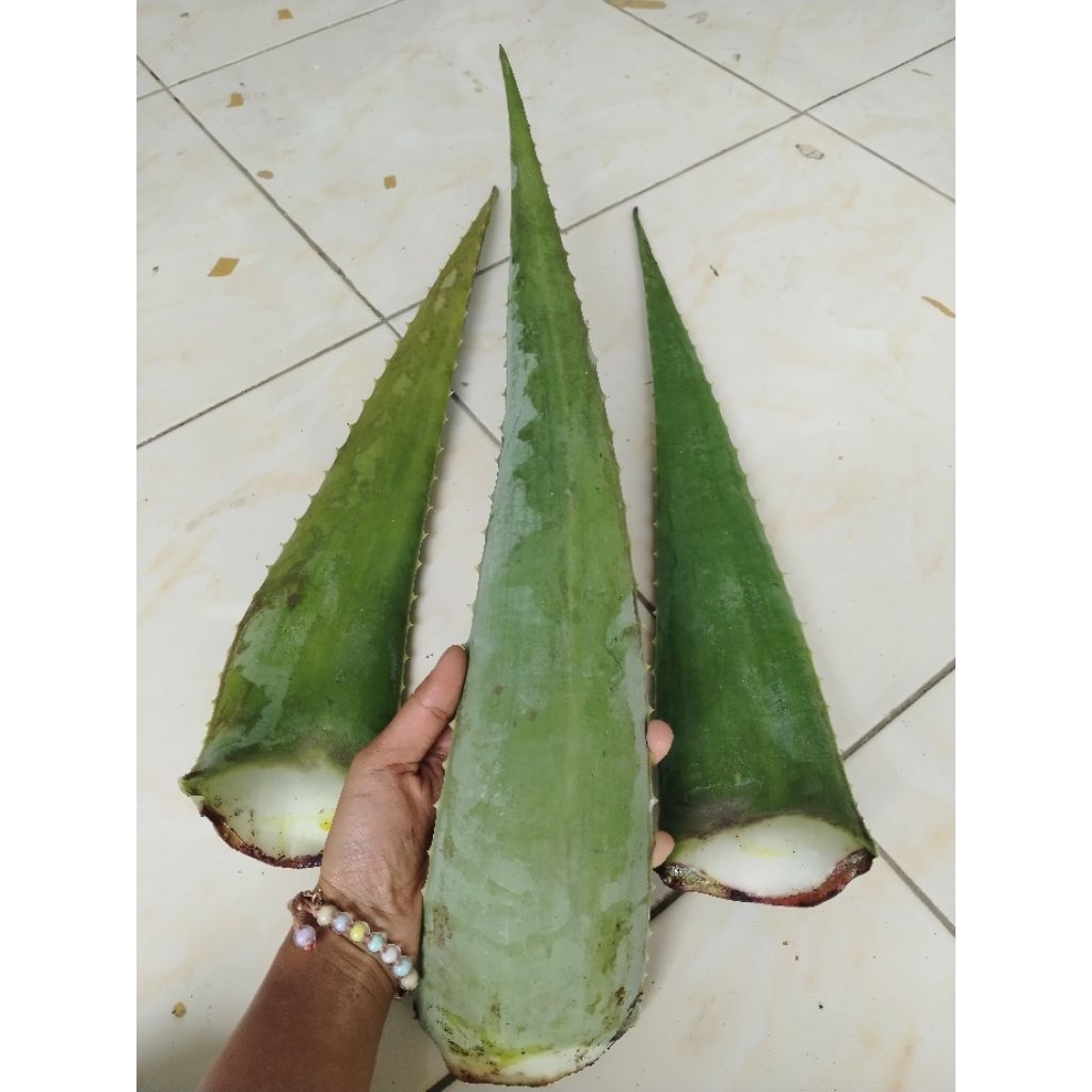 

Pelepah Lidah buaya Barbadensis Jumbo (Bisa Dikonsumsi) BELI2 GRATIS 1