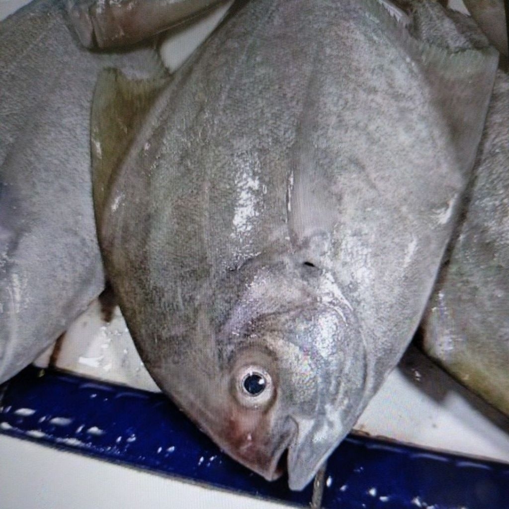 

BAWAL HITAM SEGAR 1KG ISI 3 EKOR