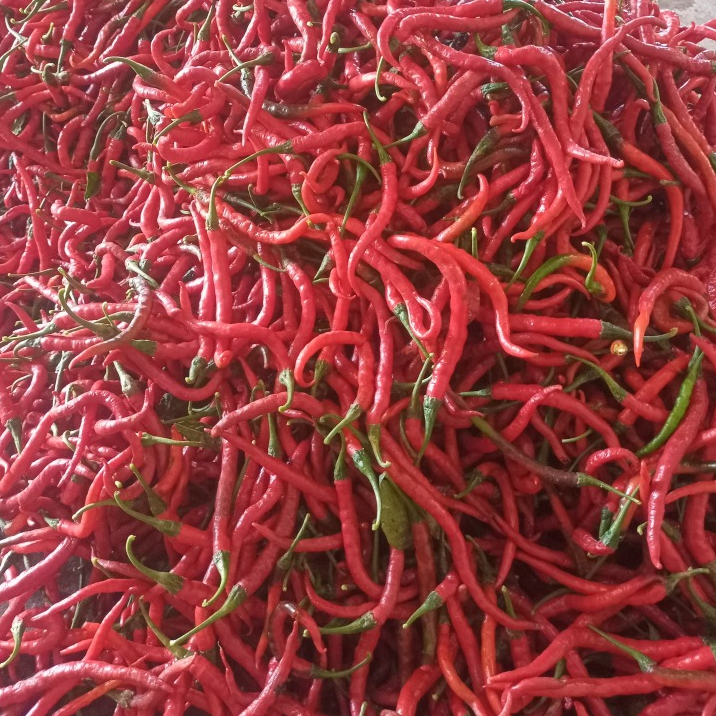 

CABE MERAH KERITING KE,MASAN 1KG DAN 500G