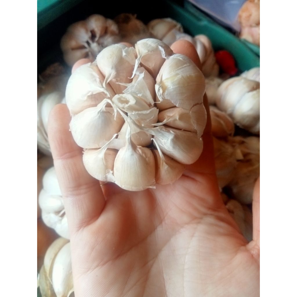 

Bawang putih murah 250 gram