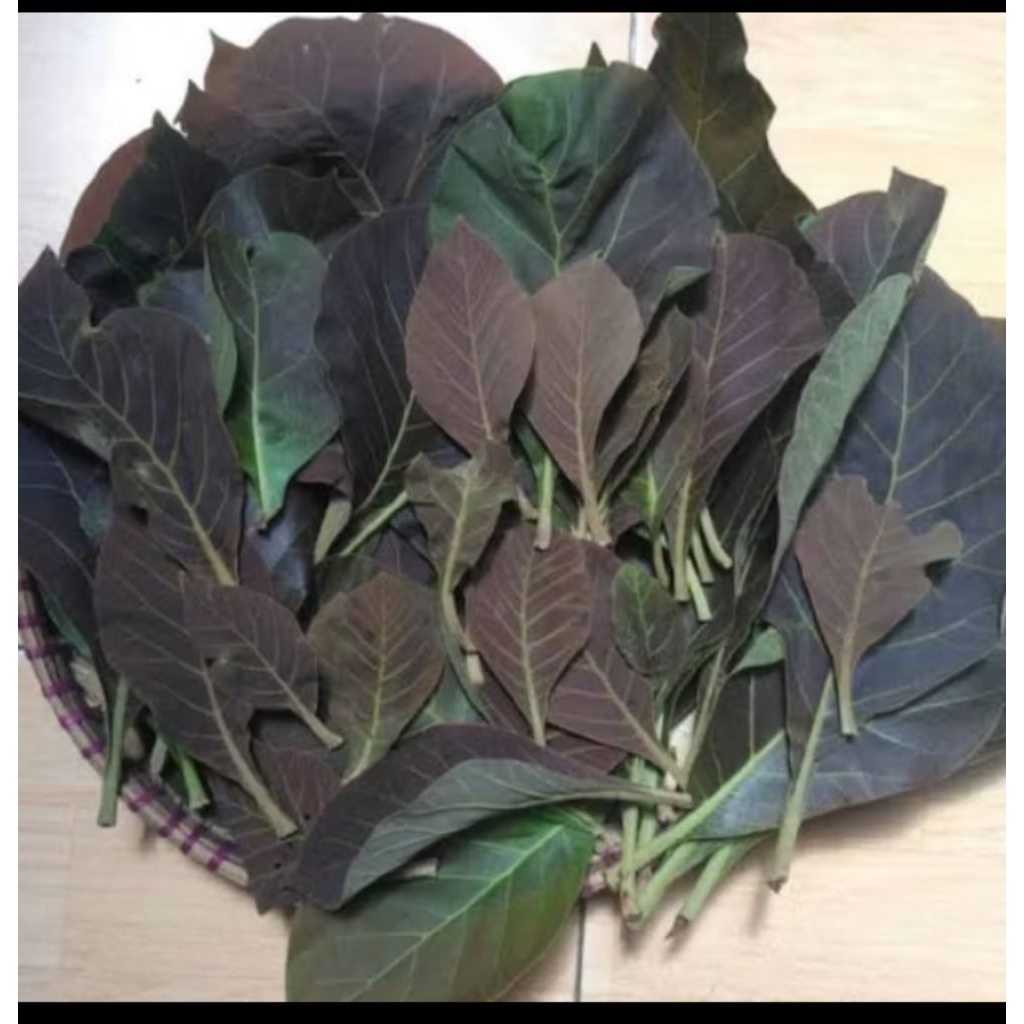 

pucuk jati merah Sulawesi Selatan bulukumba kajang