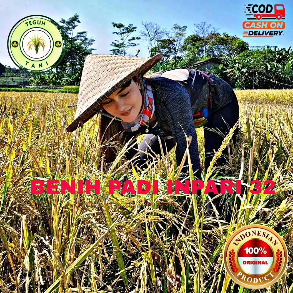 Benih padi inpari 32 1kg