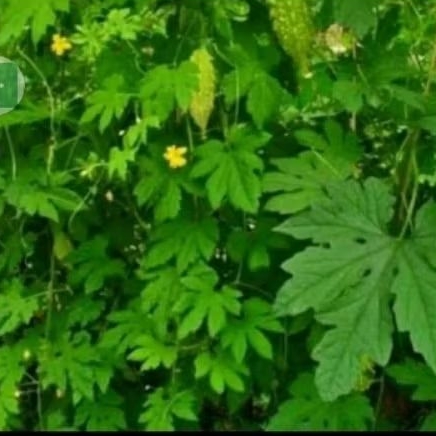 

Daun pare hutan segar,daun herbal kaya manfaat diambil saat order masuk, dijamin fresh per 200 gram