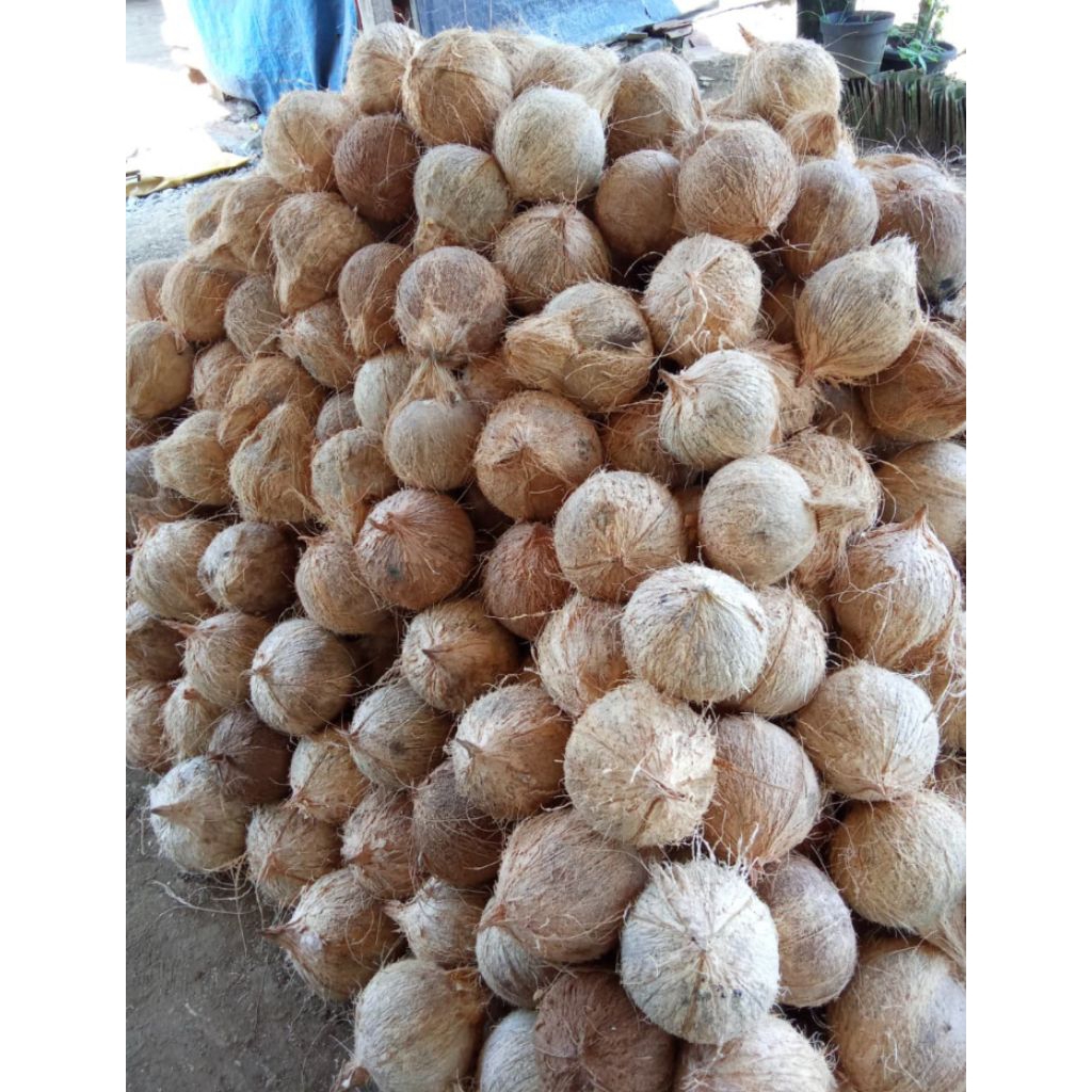 

Buah Kelapa Tua kualitas super fresh