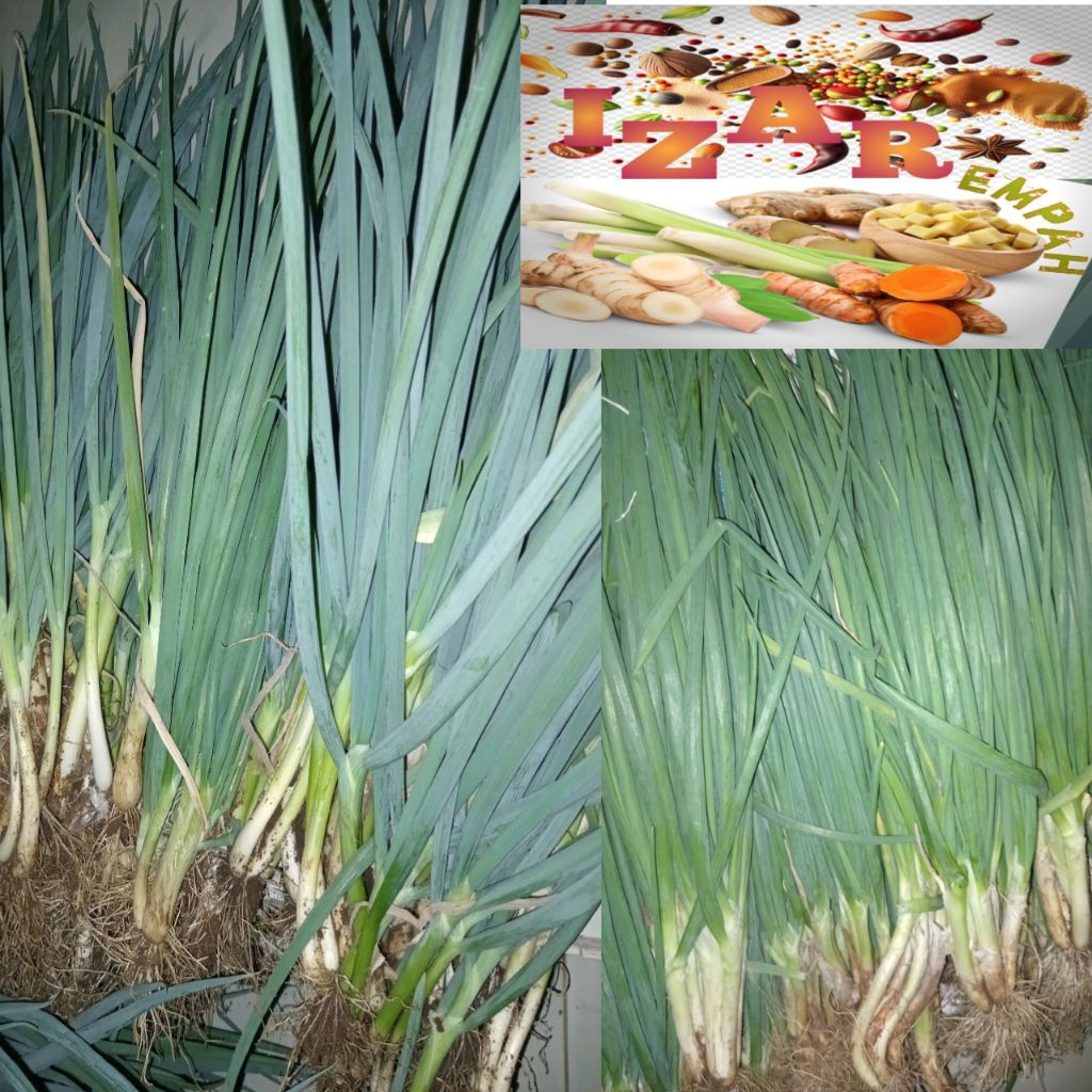 

Rempah Grosir Bawang Daun/ Bawang prei