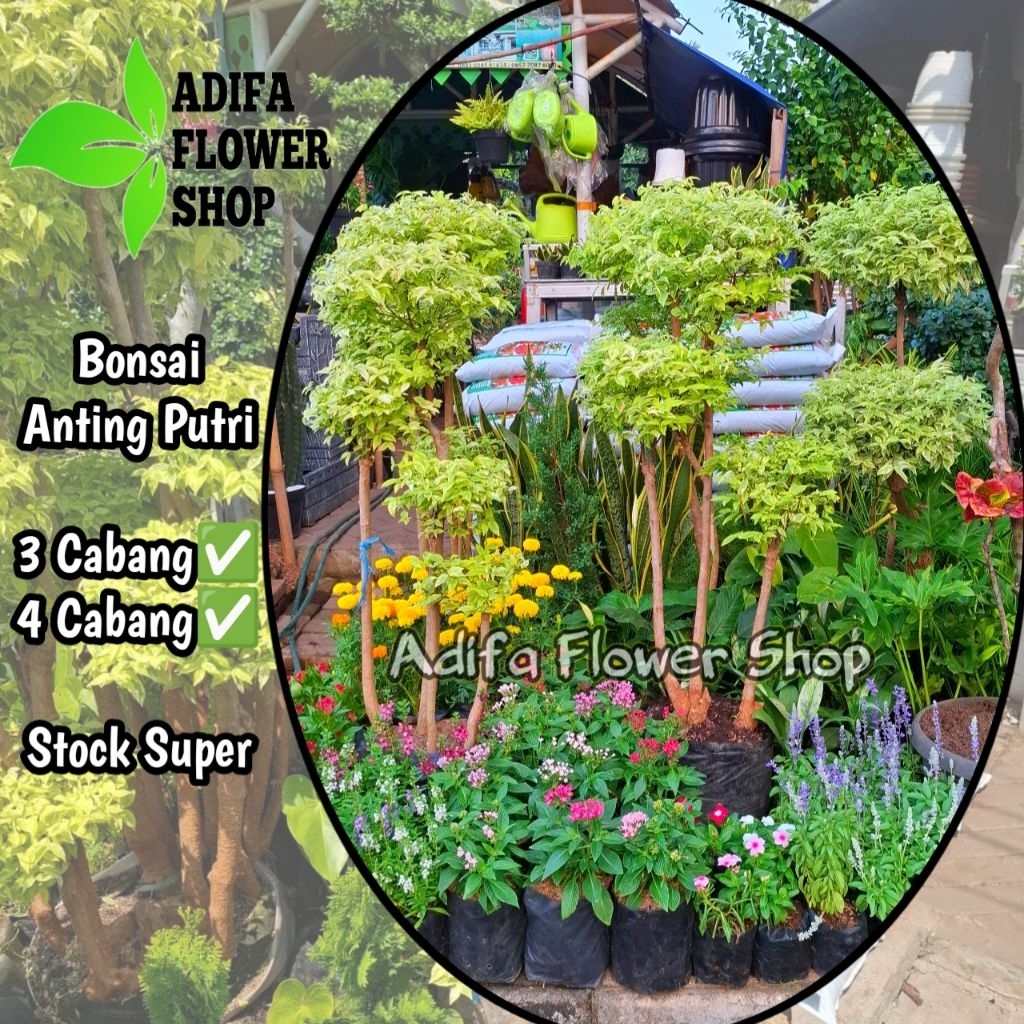 Bonsai Anting Putri 1,3 Meter Tanaman Hias Bonsai Anting Putri Bonsai Taman Bonsai Murah