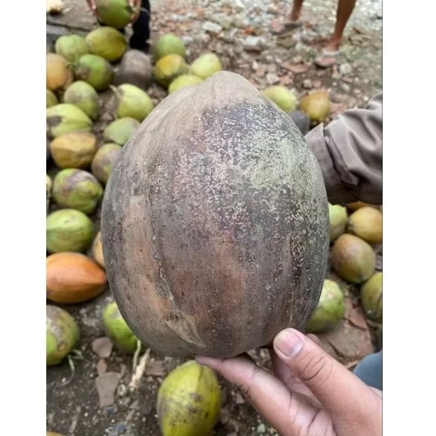 

Kelapa Tua Pasar Murah Meriah | Berat 700-800 gram.
