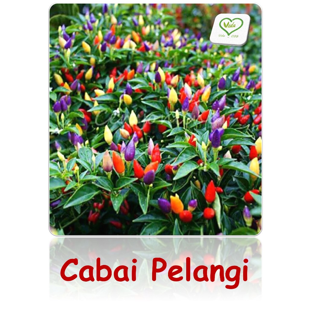 ( 10 Biji ) Benih Cabe Rawit Pelangi Rainbow Cantik Tanaman Hias Cabai Unik
