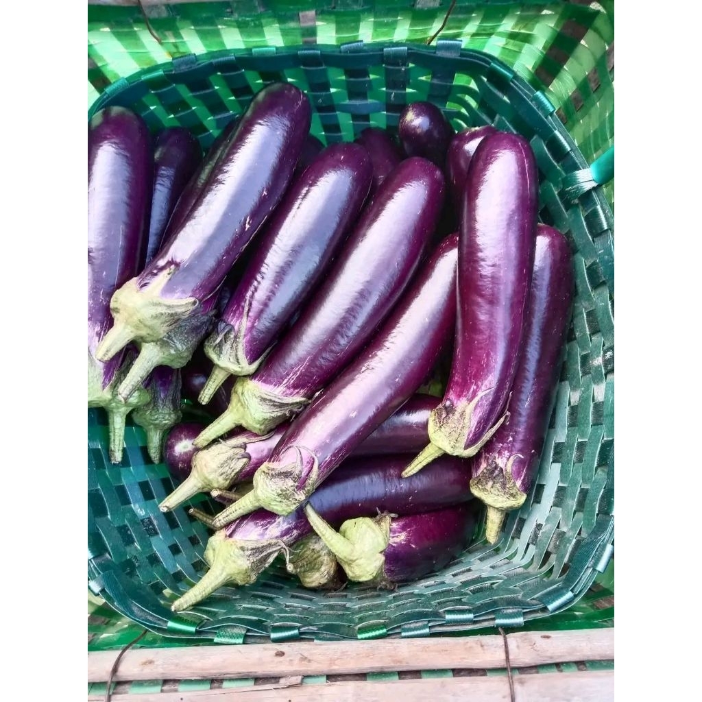 

Terong ungu super fresh baru petik 1kg