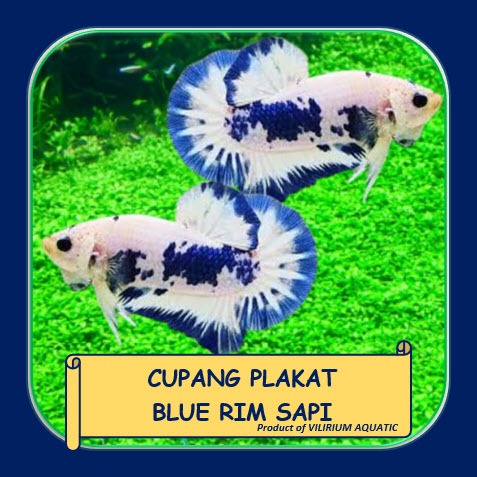 IKAN HIAS AIR TAWAR - IKAN CUPANG PLAKAT BLUE RIM SAPI