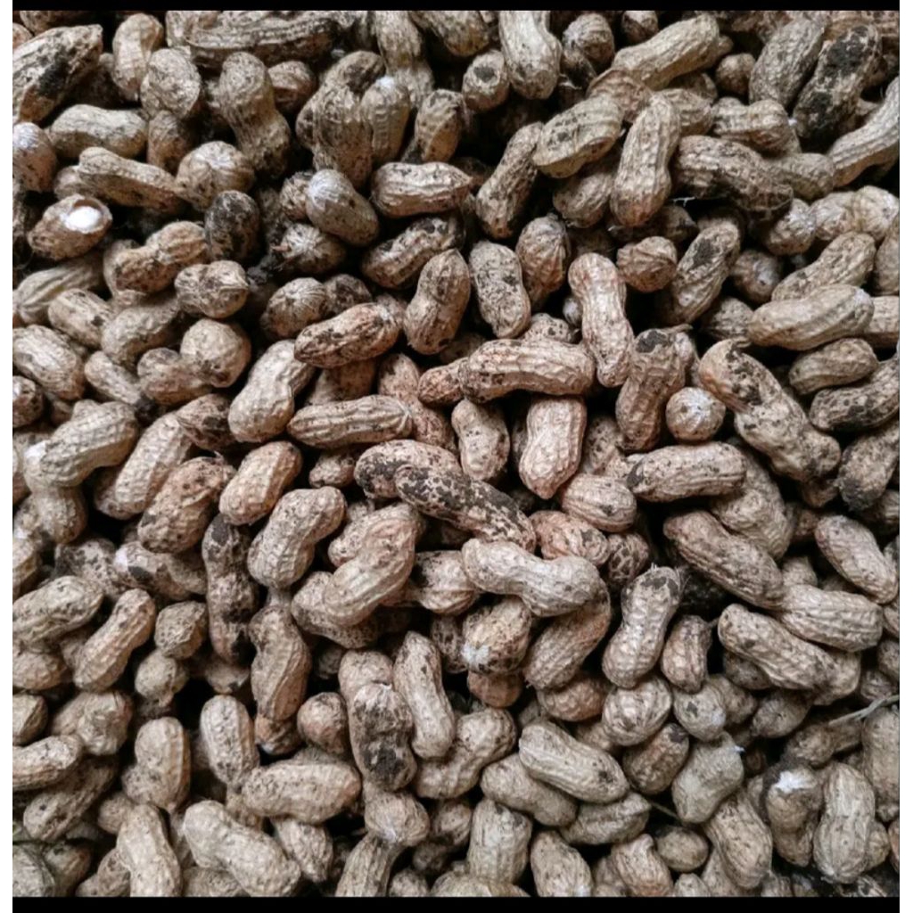 

Kacang Tanah 1 kg mentah berisi tidak kopong