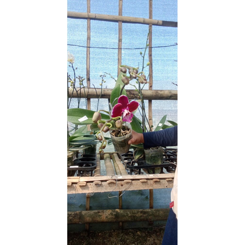 anggrek bulan knop mekar