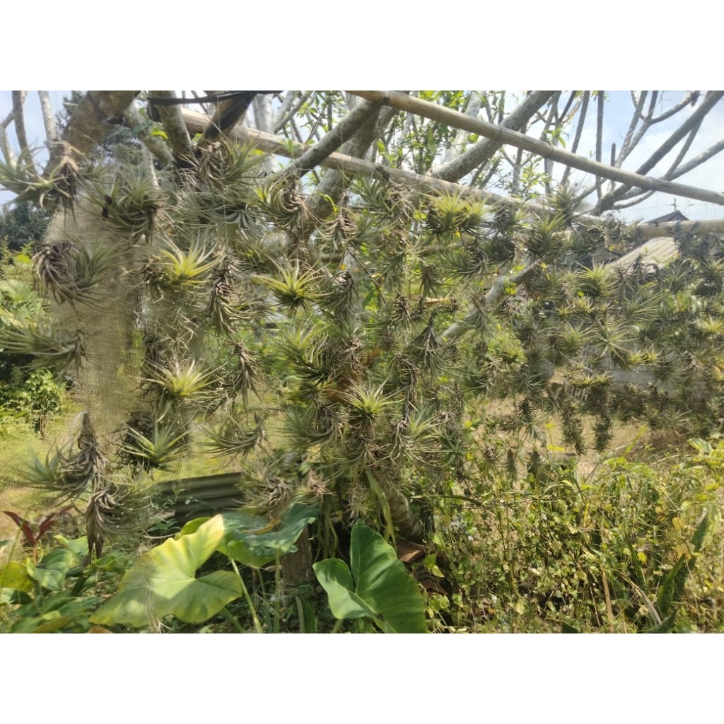 Tanaman Hias Tillandsia Bergeri ukuran Dewasa