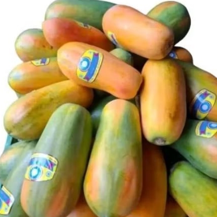 

pepaya sweety farm pepaya segar super manis -+ 1.2kg
