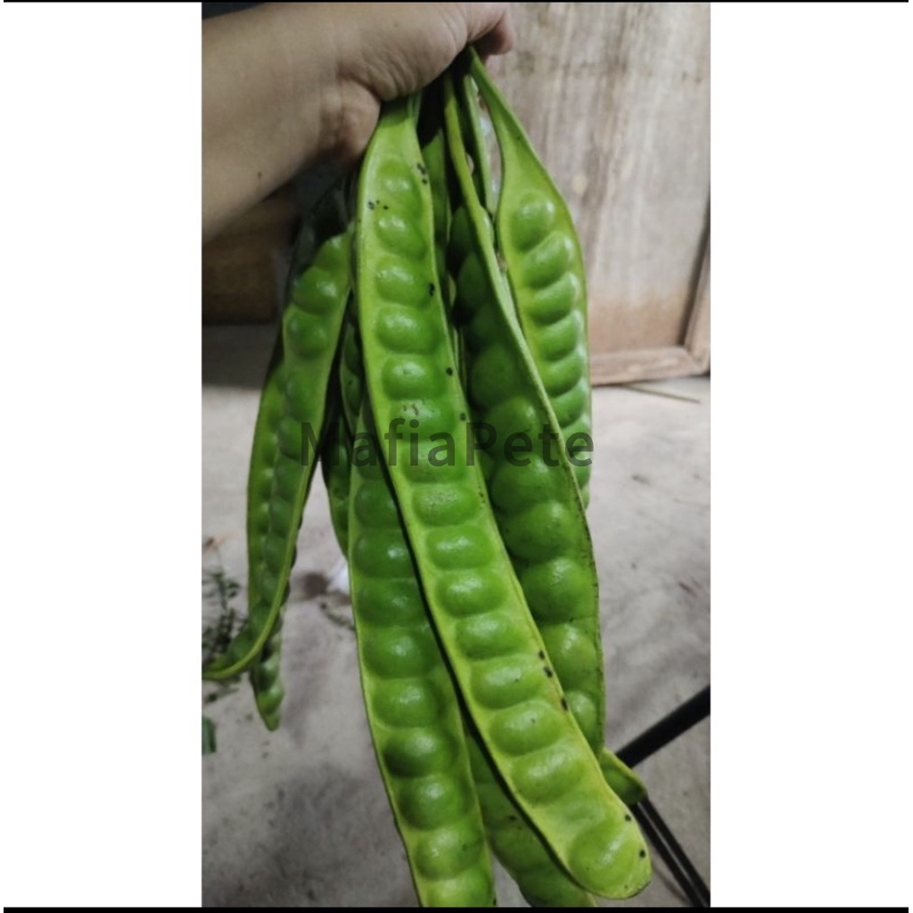 

pete/petai TUA SUPER isi 10 papan asli wonogiri