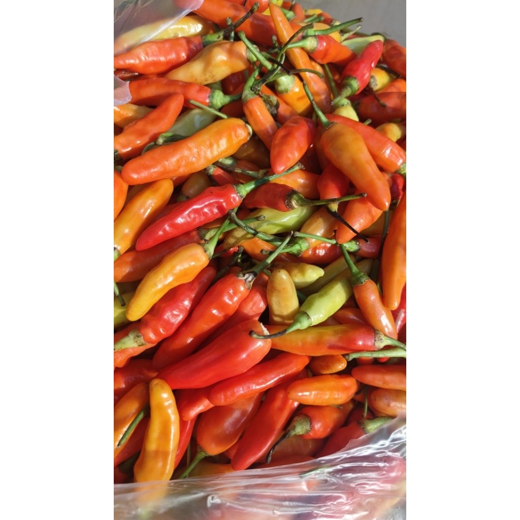 

Cabe rawit fresh berat 500gr