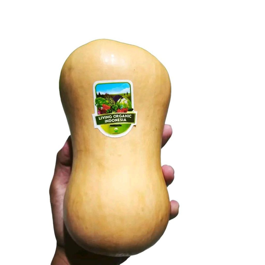 

pumpkin butternut yellow organik super fresh -+1,2 kg