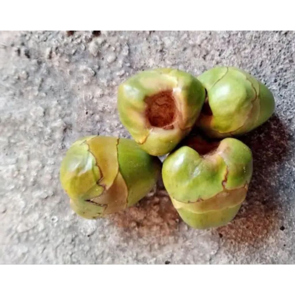 

Bluluk kelapa obat herbal, bluluk kelapa gading dll