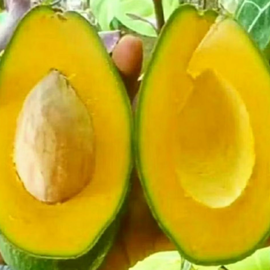 

Alpukat mentega 1 kg super isi 3 4 5 buah