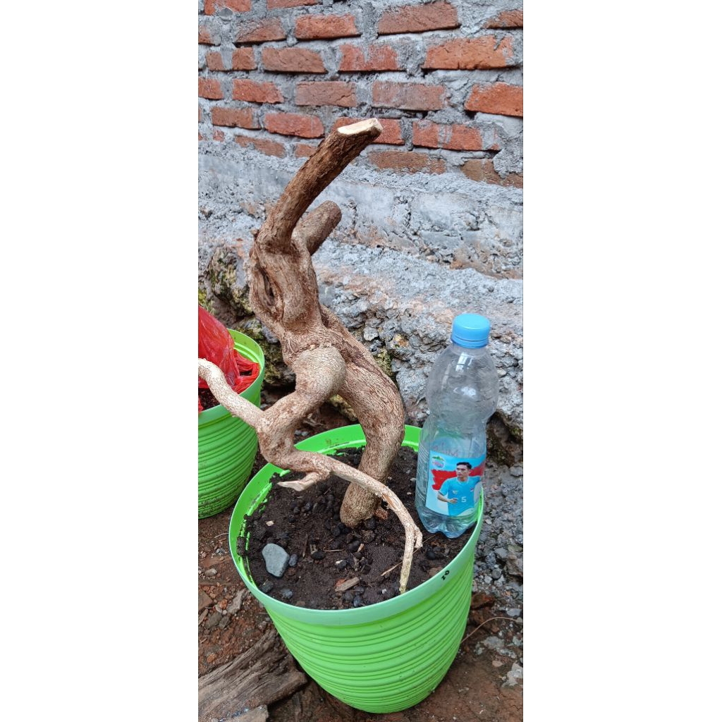 bahan bonsai rukem pucuk merah extrem meliuk