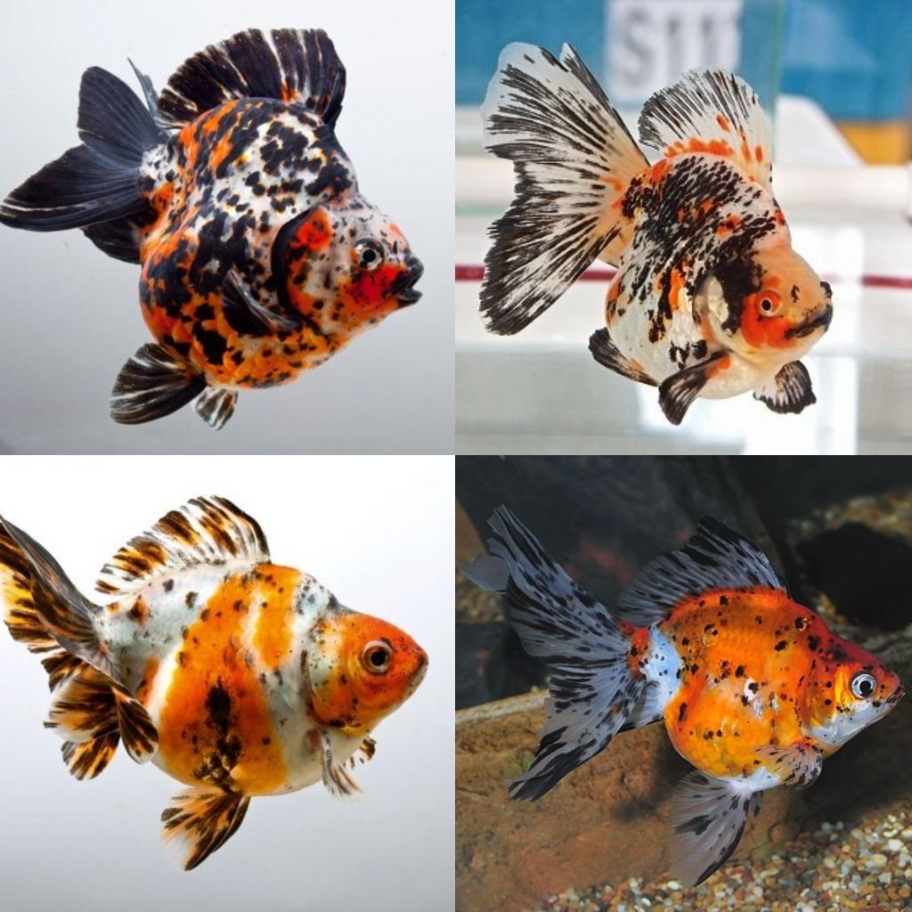 [Chan Aquatic] Ikan Hias Koki Ryukin Calico Size M Tosa Calico Goldfish Hiasan Aquarium