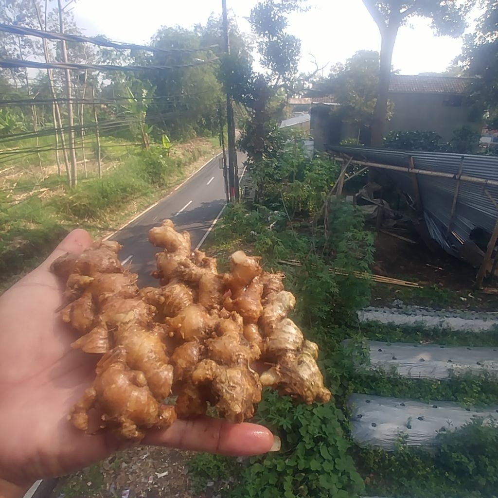 

jahe emprit / jahe kecil / jahe jawa