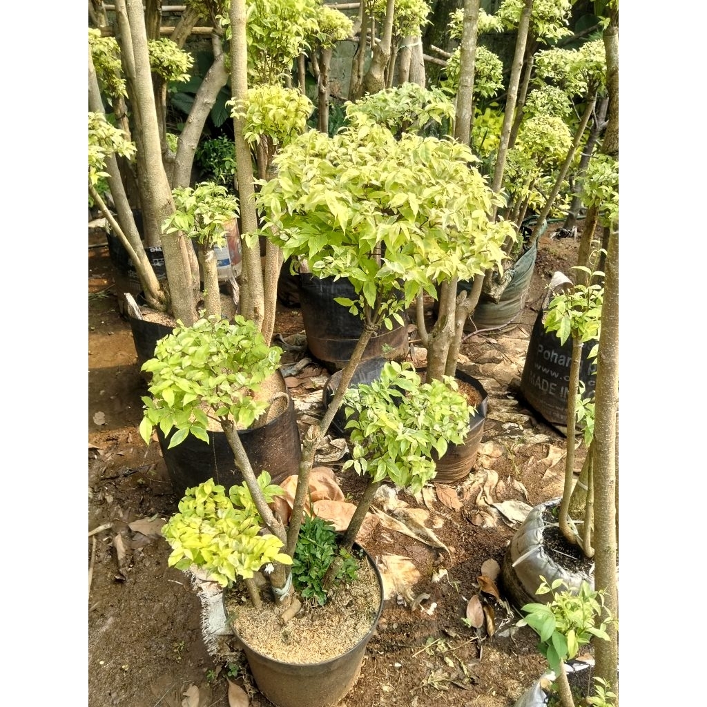 Anting Putri bonsai taman anting Putri bonsai anting Putri