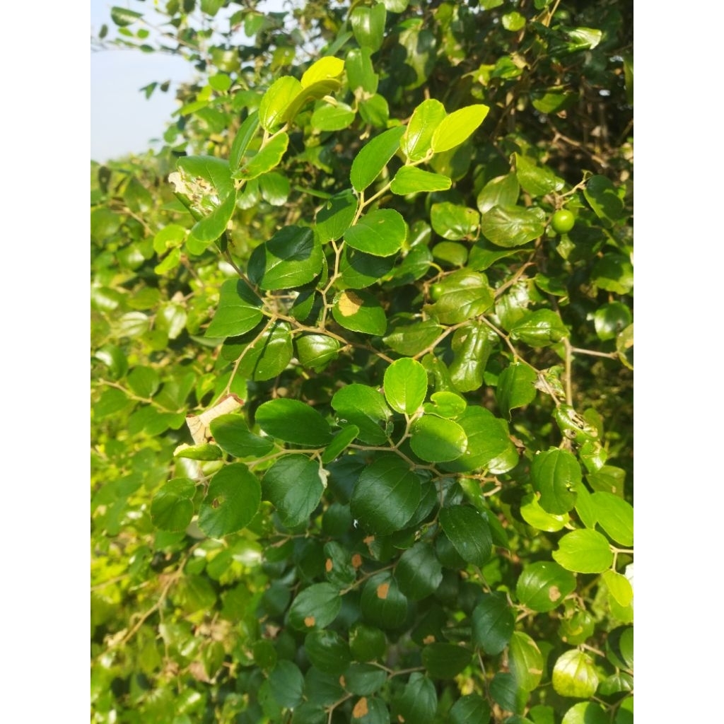 

daun bidara segar 500g