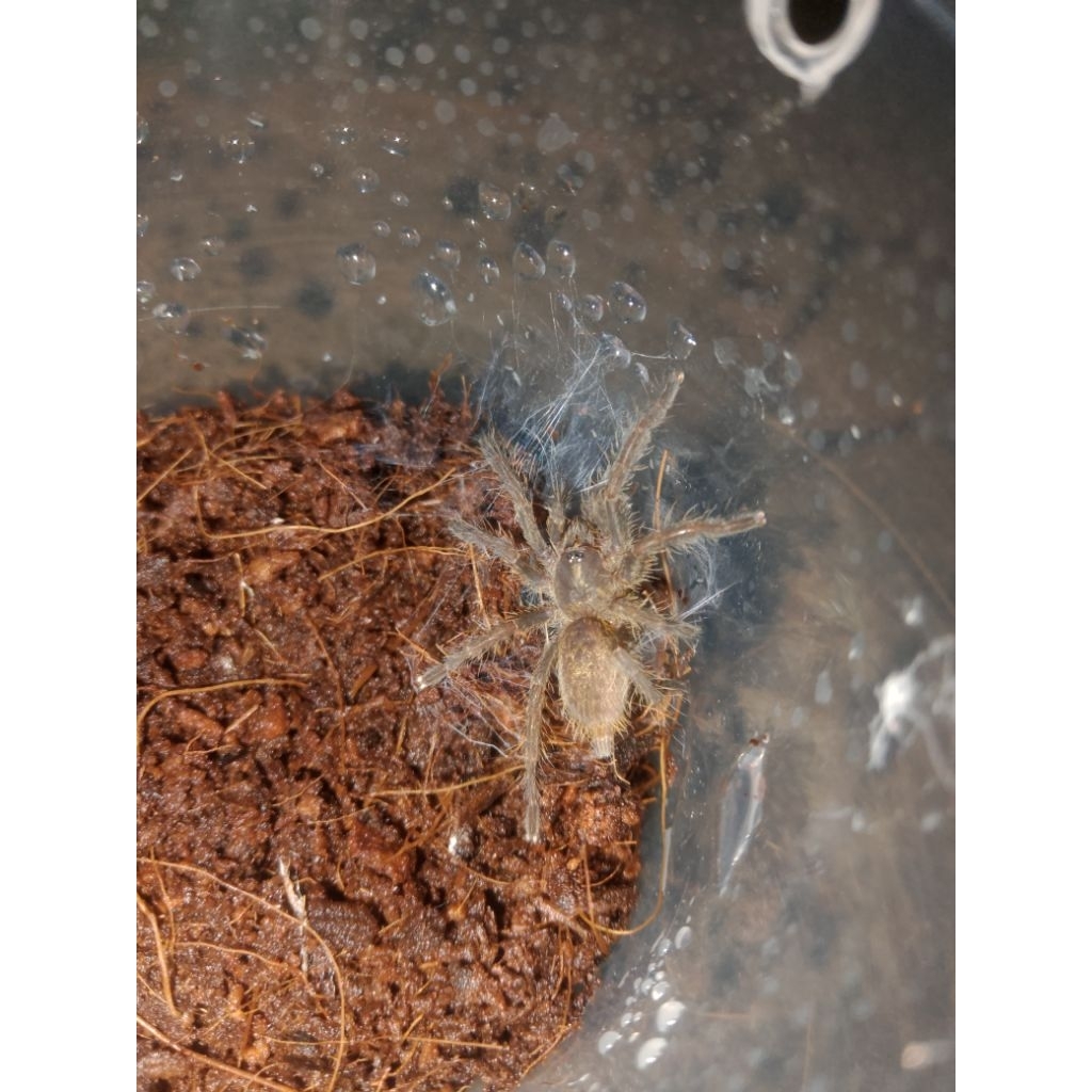 sling tarantula Ceratogyrus Darlingi.