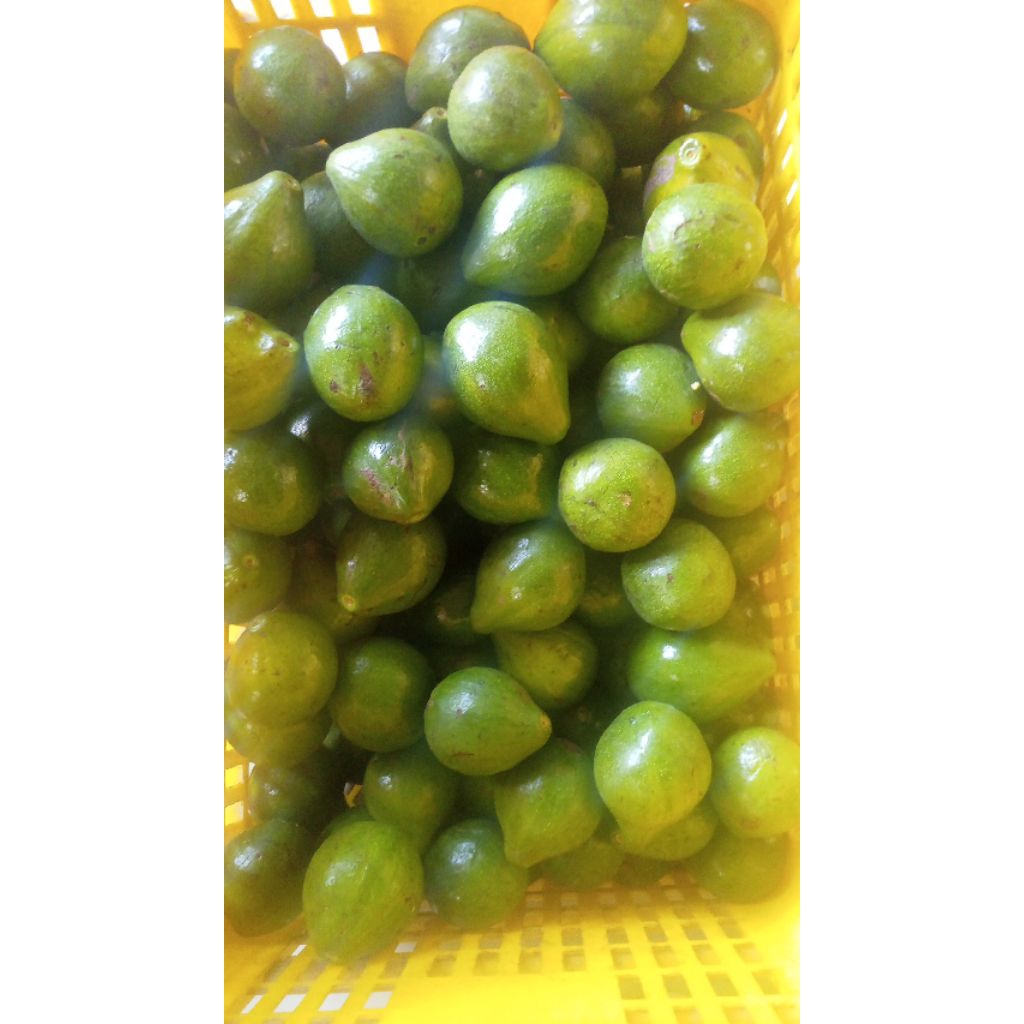 

alpukat mentega mini 1kg 6-7-8 buah