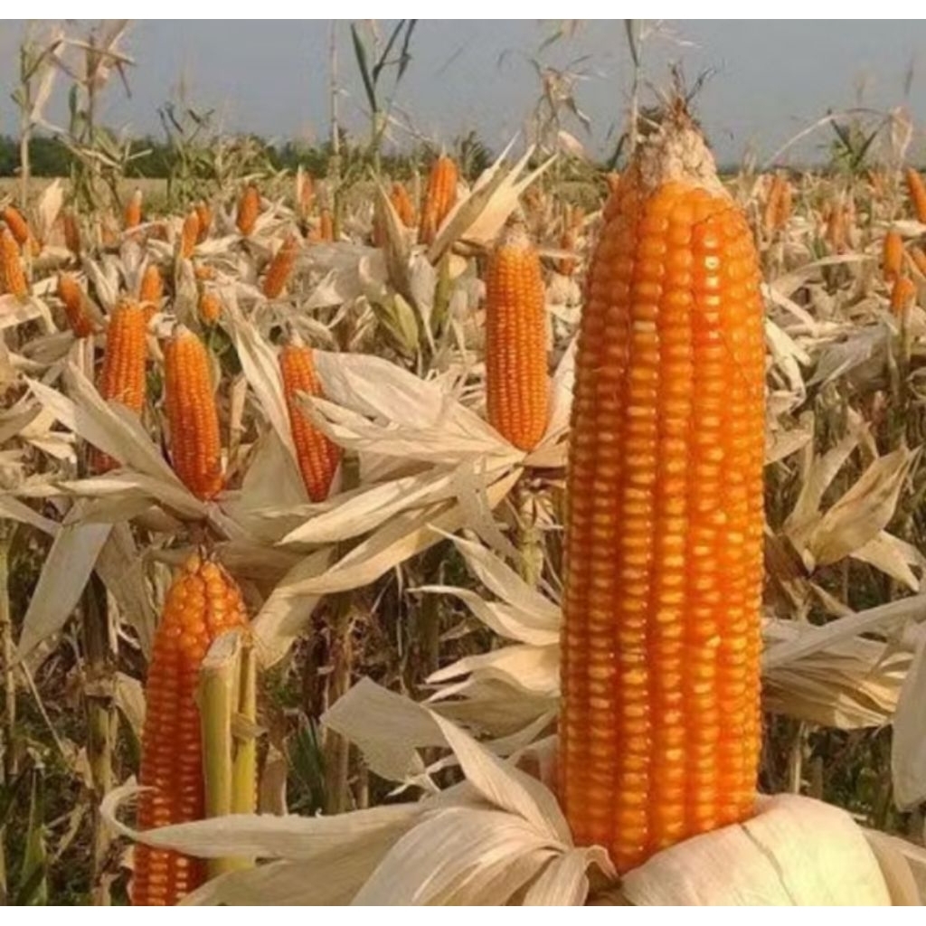 Jagung Bulat Jagung pipl jagung kering pakan ternak jagung ayam