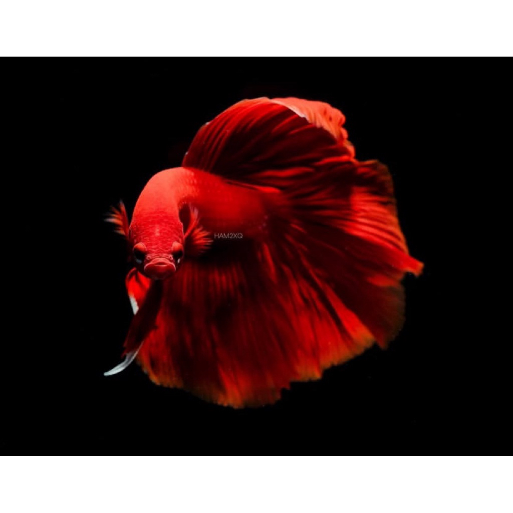 cupang halfmoon super red ekor lebar, warna merah pekat, jantan galak, kualitas paling bagus