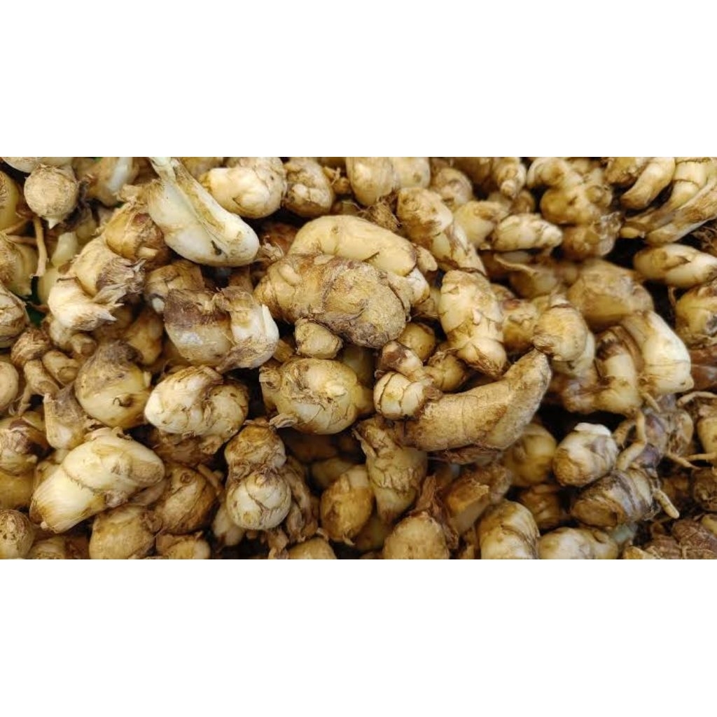 

Kencur Organik 1Kg – Cocok Untuk Jamu & Minuman Sehat