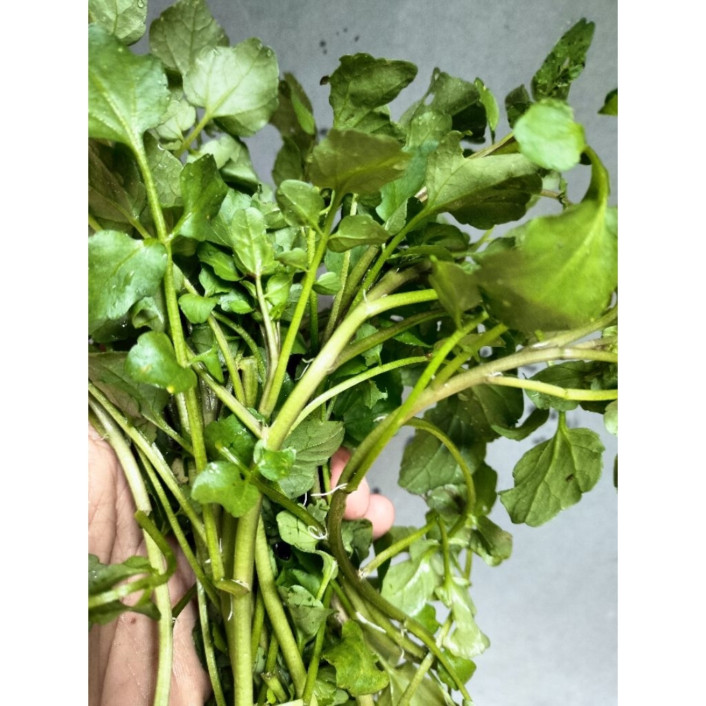 

sayuran selada air jukut goreng