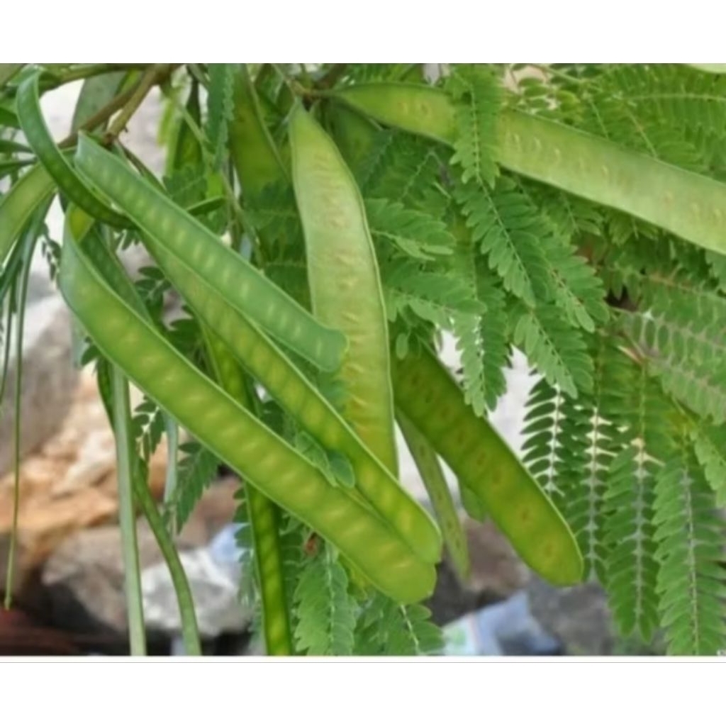 

Pete Cina Muda segar fresh 1 Ikat Murah